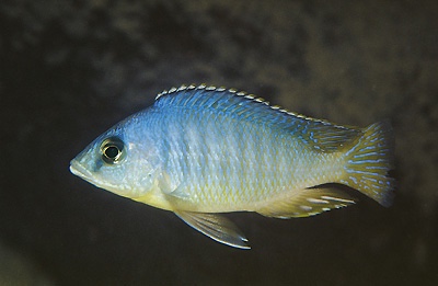 Otopharynx heterodon 'Mphanga Rocks'
